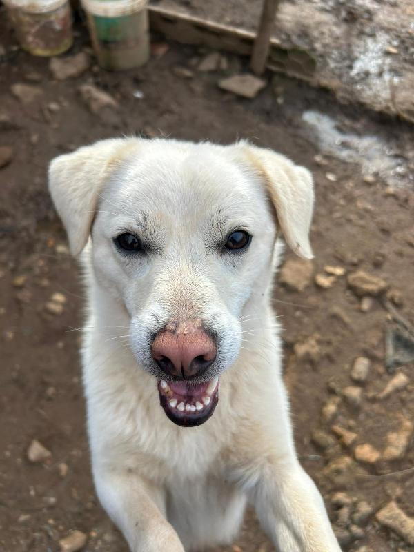 LEO 💤 DAL DIVANO AL BOX 💔 Foto 7